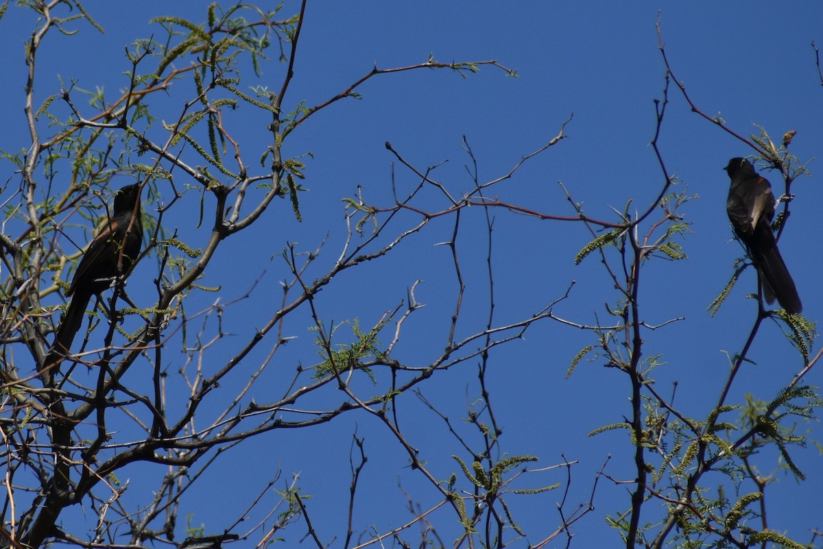 Variable Oriole - ML493464591