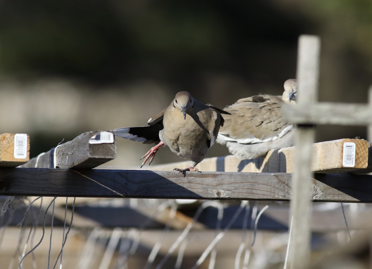 White-winged Dove - ML49346461