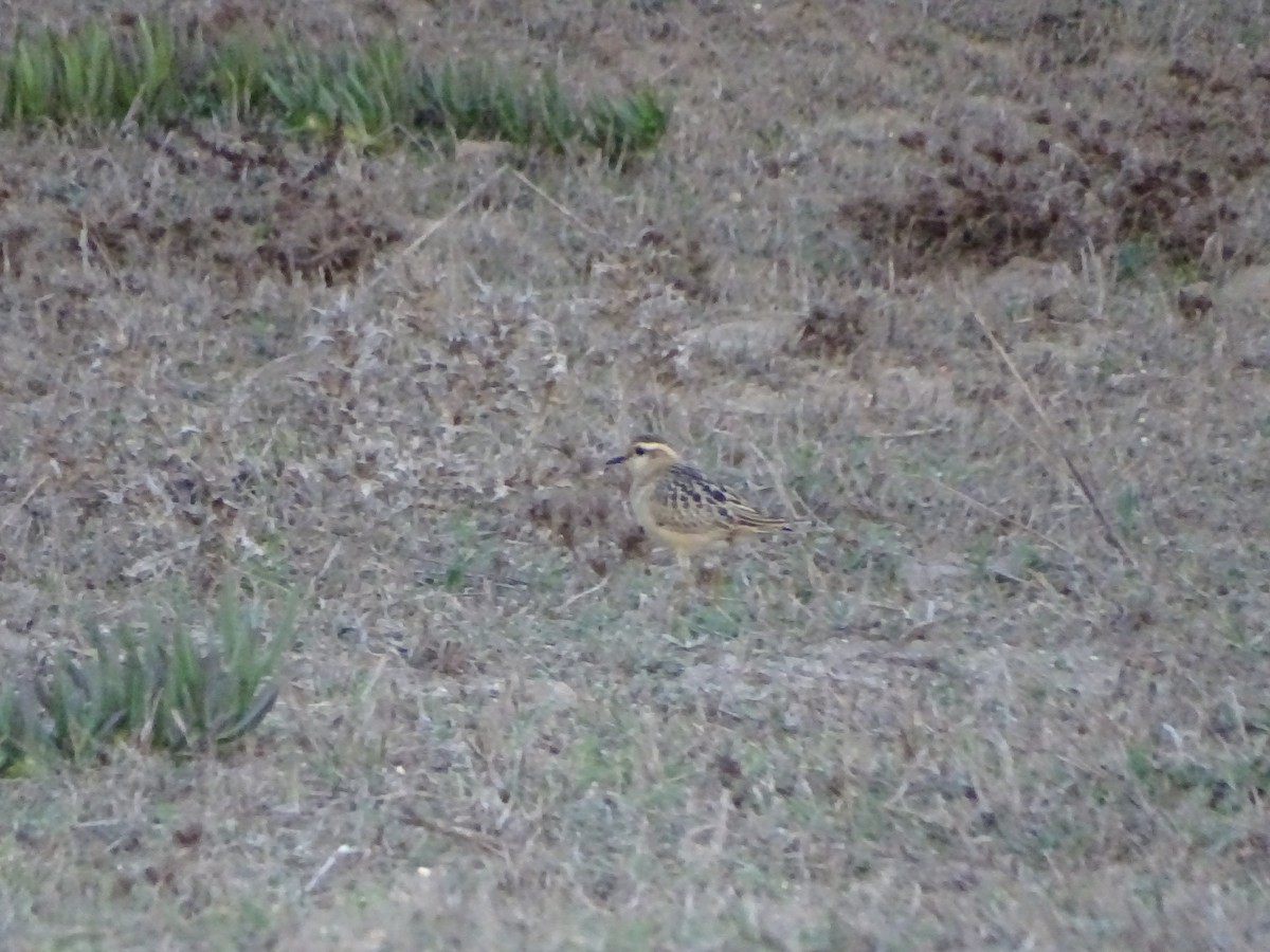 Eurasian Dotterel - ML493464791