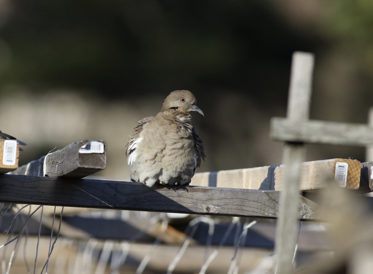 White-winged Dove - ML49346491