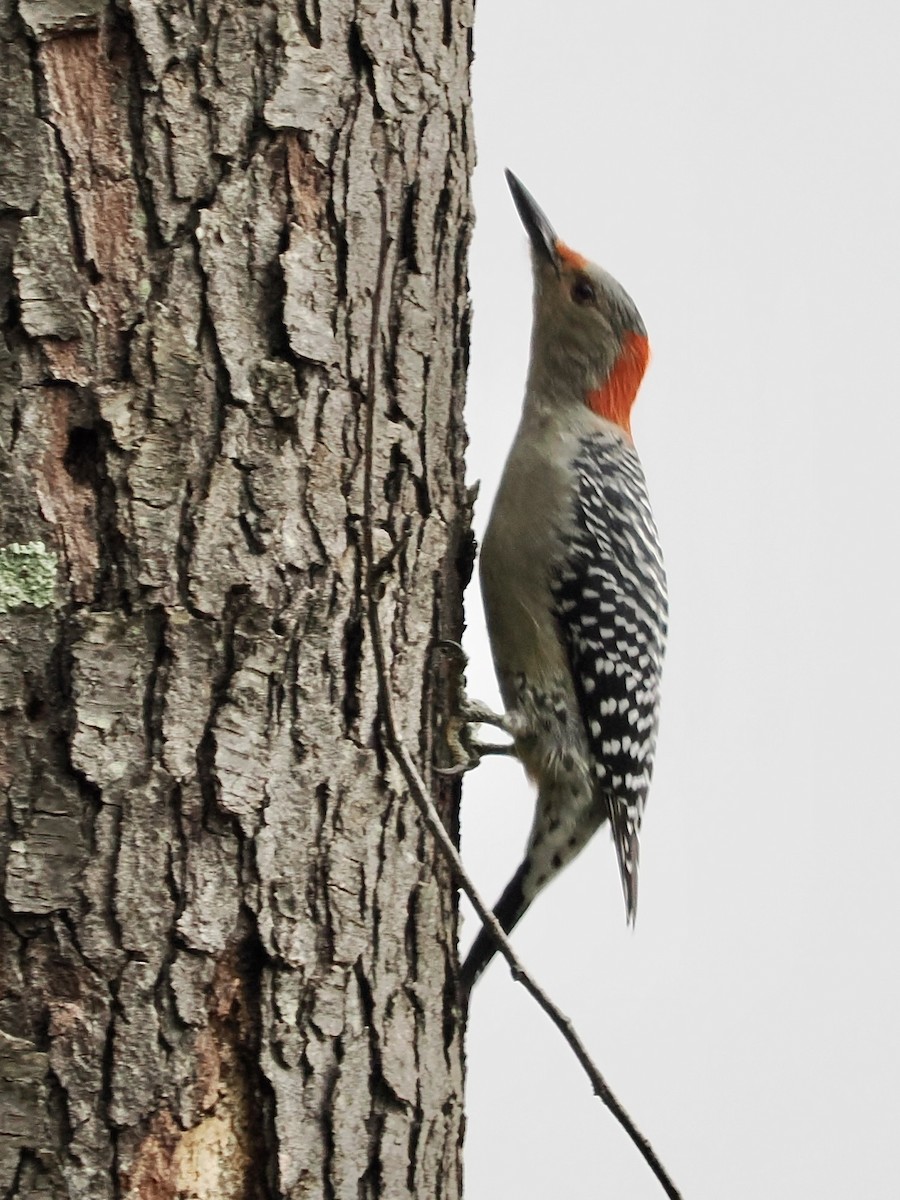 Red-bellied Woodpecker - ML493465041