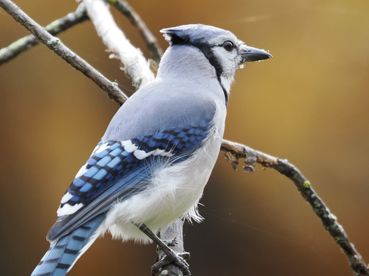 Blue Jay - ML493465141