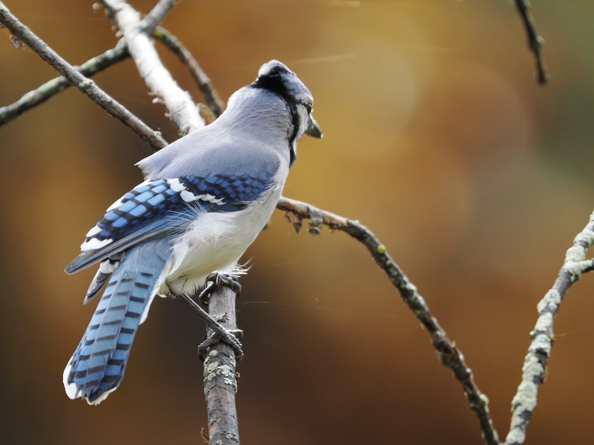 Blue Jay - ML493465151