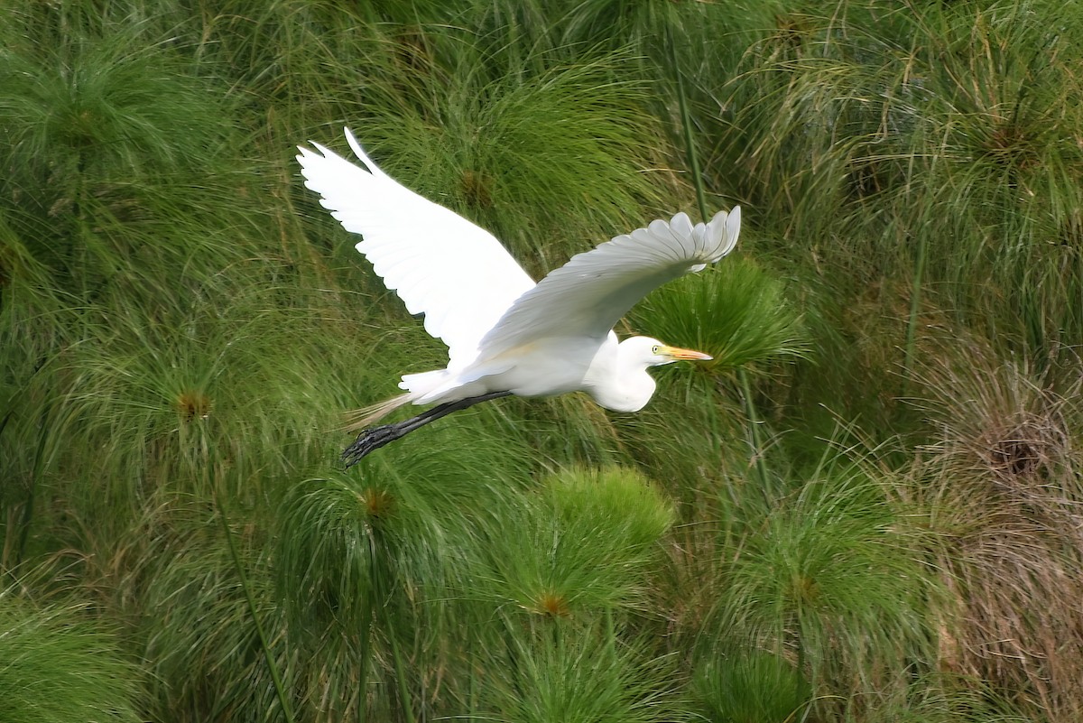 Great Egret - ML493465771