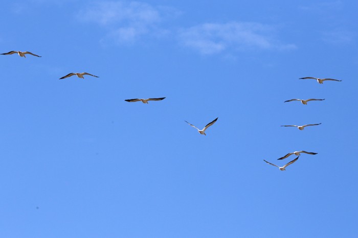 American White Pelican - ML493466621