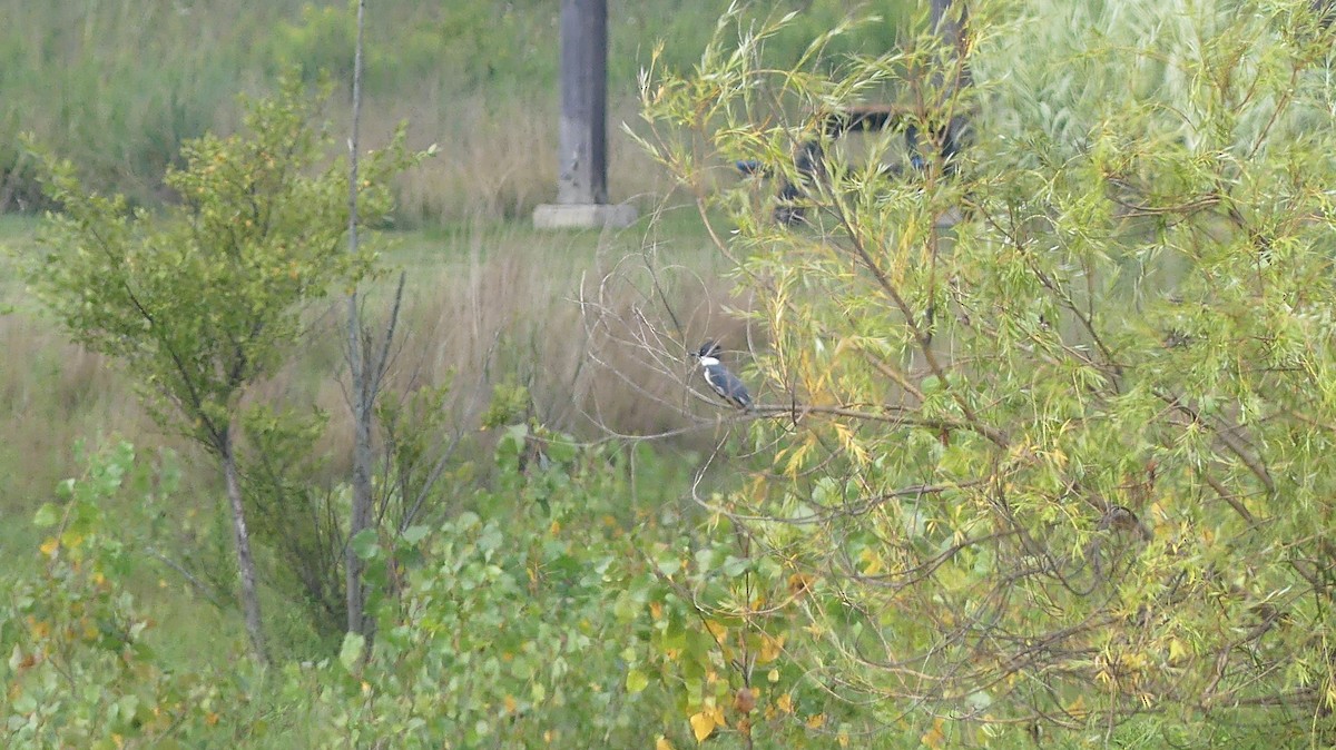 Belted Kingfisher - ML493466641