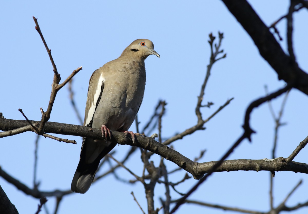 Ak Kanatlı Kumru - ML49346681