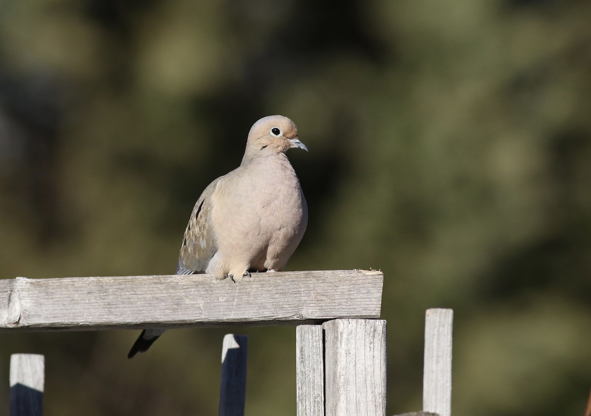 Mourning Dove - ML49346751