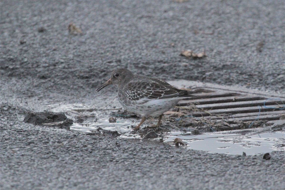 Purple Sandpiper - Jørn Vinther  Sørensen