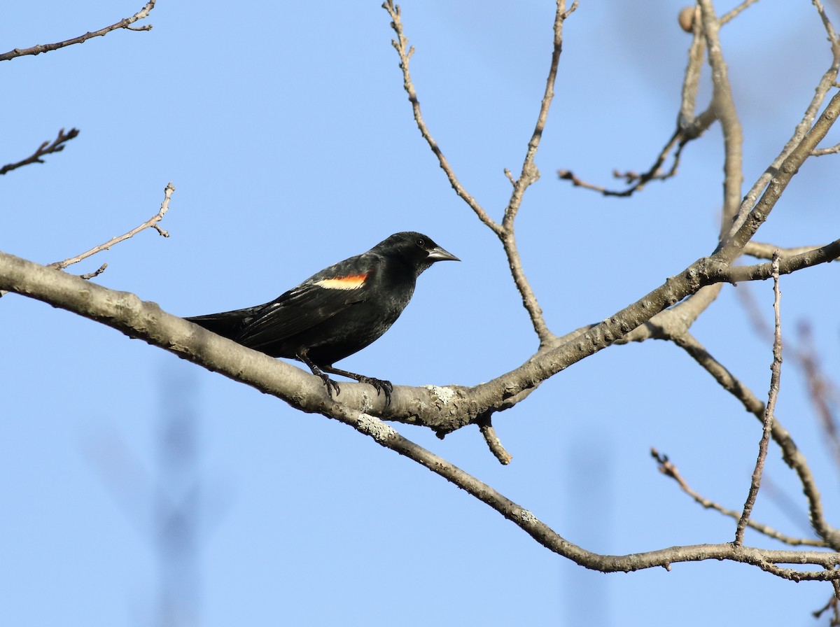 Red-winged Blackbird (Red-winged) - Max McCarthy