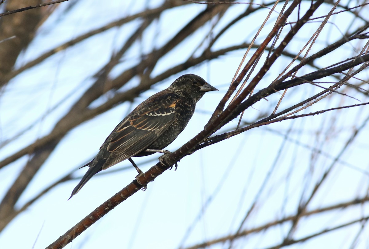 rødvingetrupial (phoeniceus gr.) - ML49346911