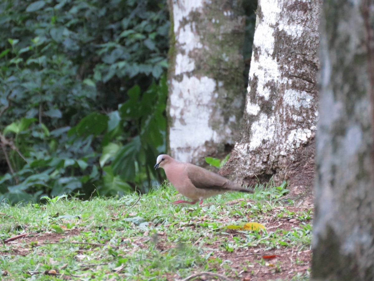 Gray-fronted Dove - ML493470491