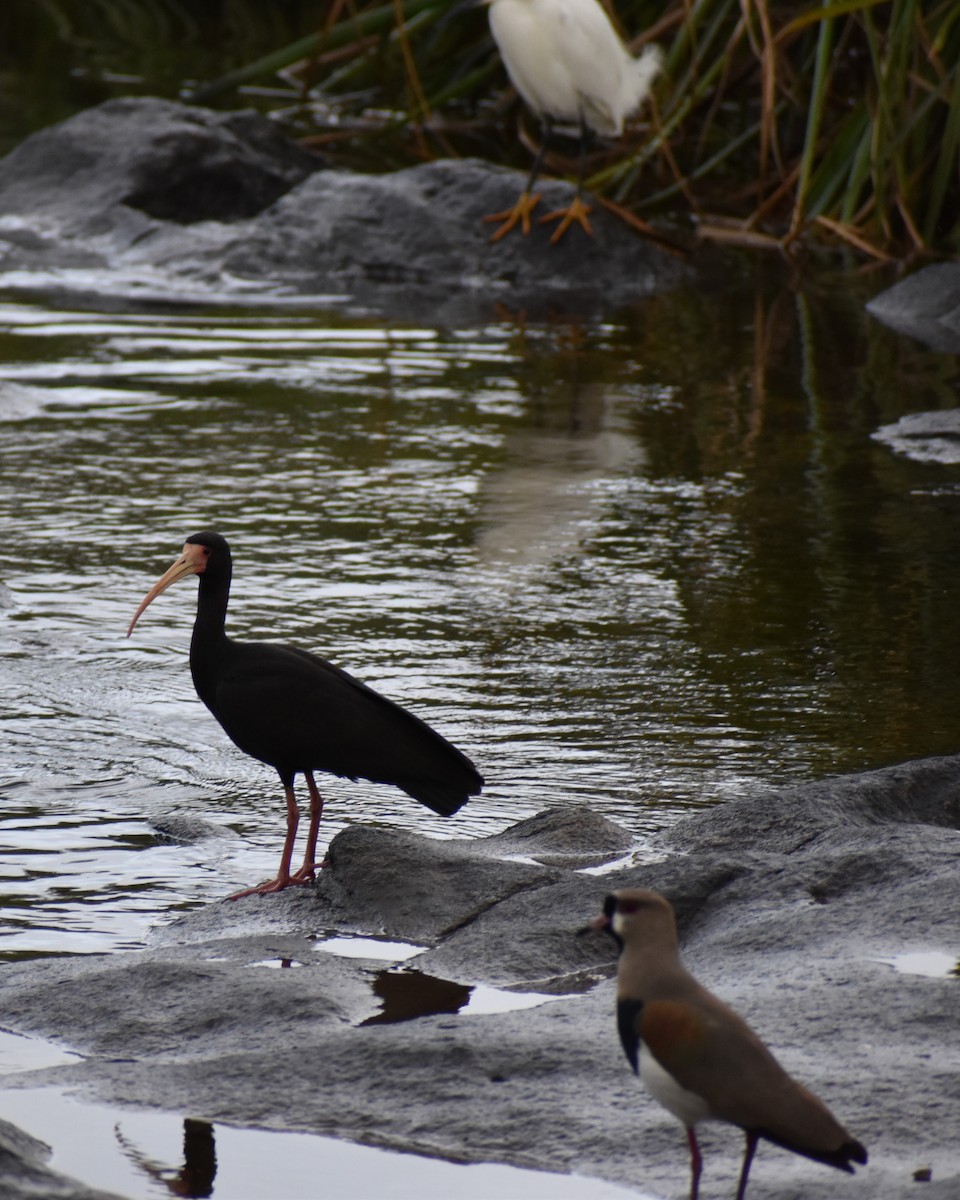 Bare-faced Ibis - ML493470981