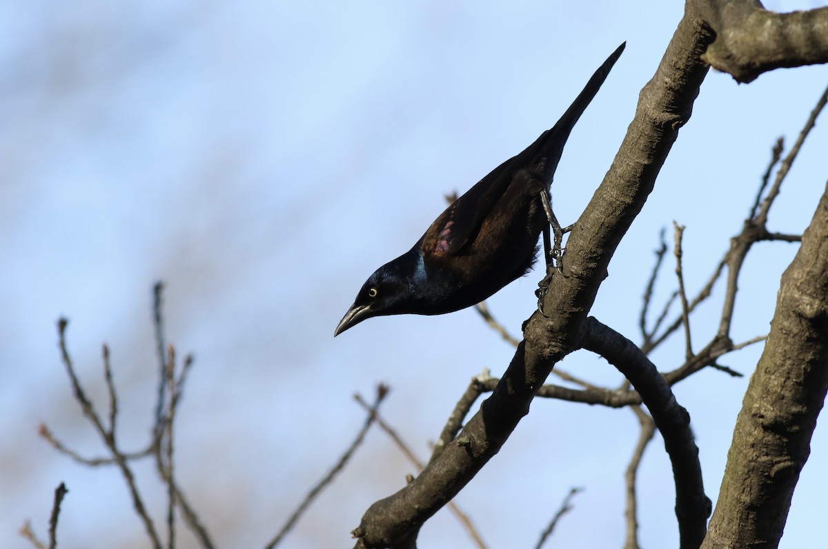 Common Grackle (Bronzed) - ML49347141