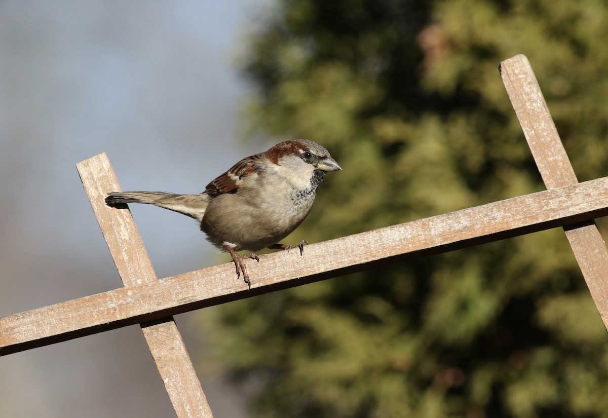 House Sparrow - ML49347341