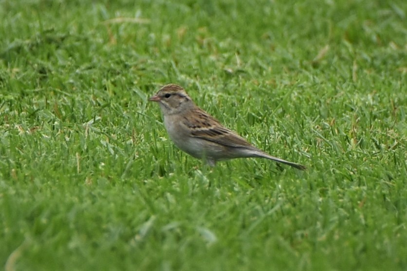 Chipping Sparrow - Thomas Van Huss