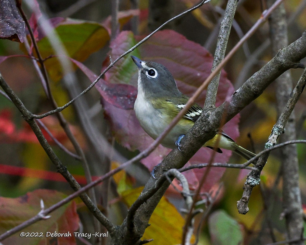 Blue-headed Vireo - ML493475201