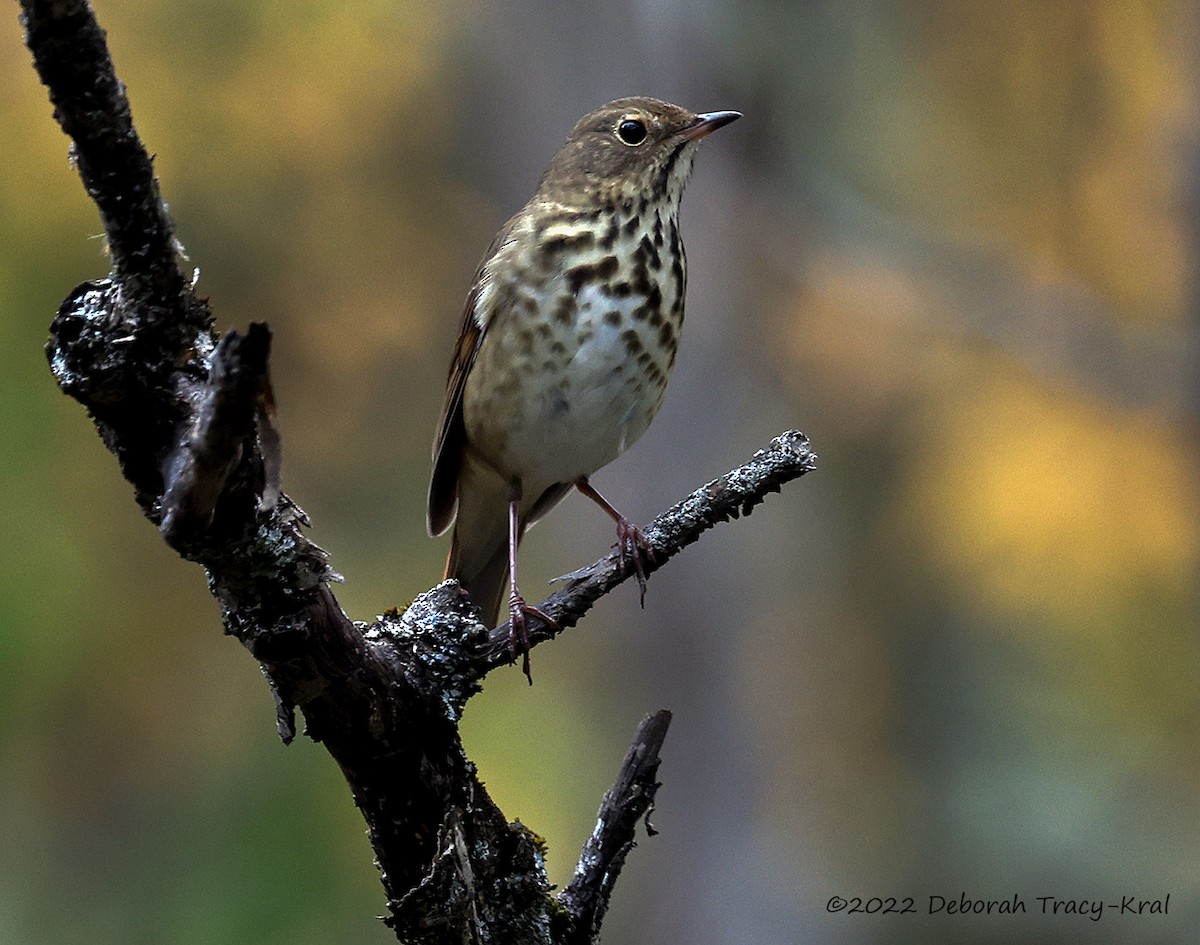 Hermit Thrush - ML493475281