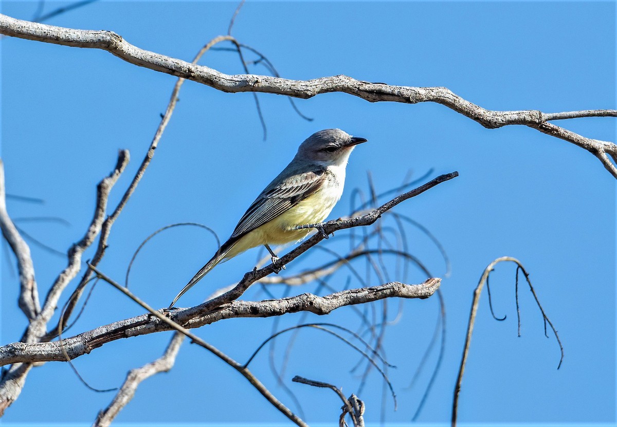 Suiriri Flycatcher - ML493475561