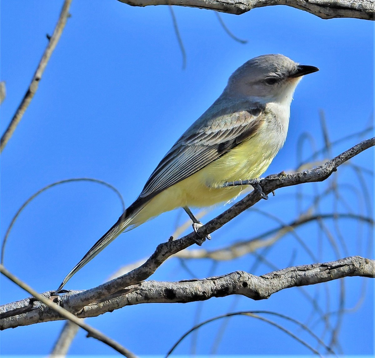 Suiriri Flycatcher - Linda Sullivan