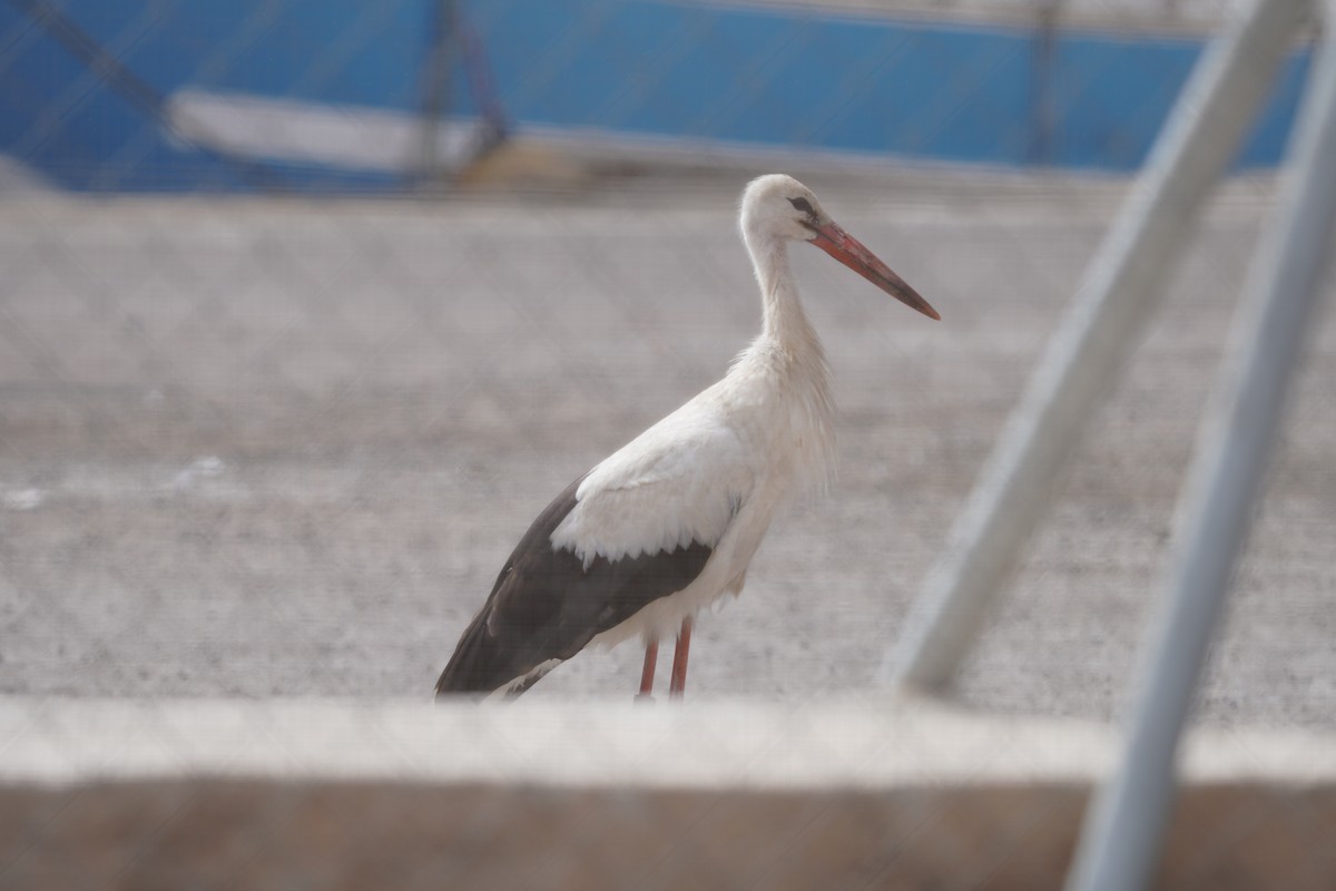White Stork - José Rivas