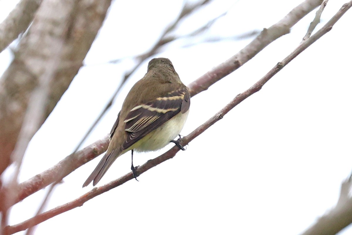 Alder Flycatcher - ML493476061