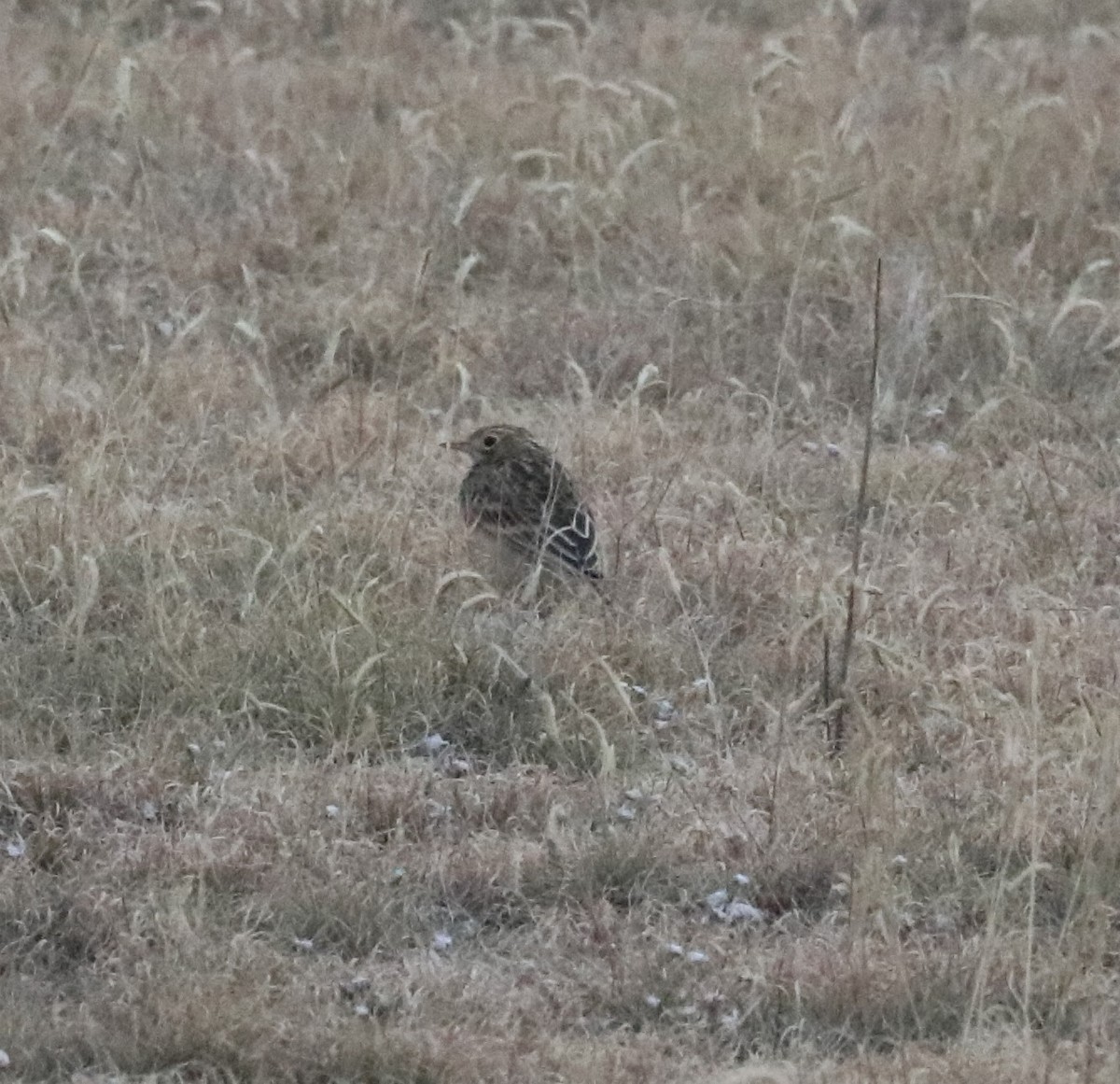 Sprague's Pipit - ML493476321