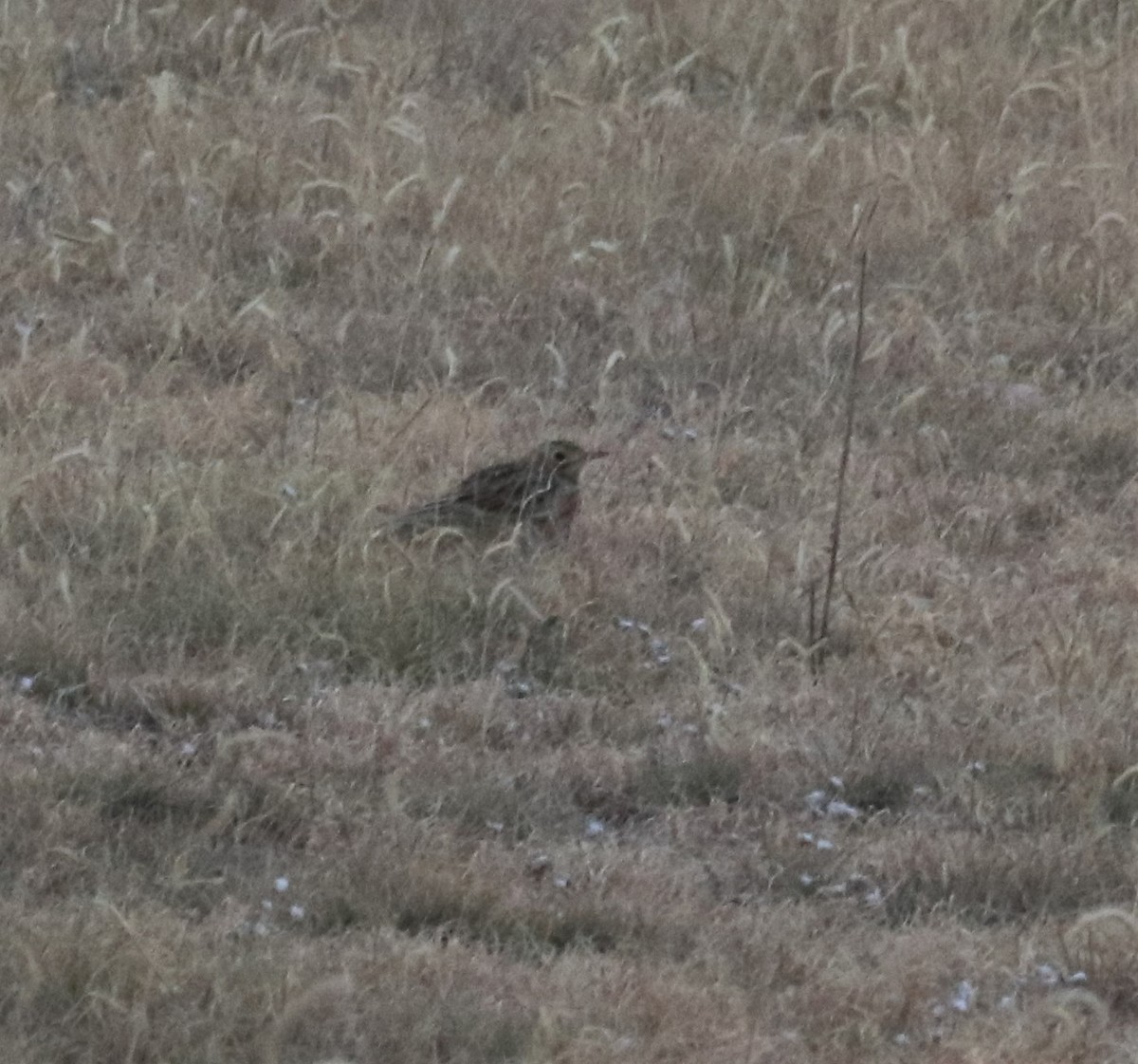 Sprague's Pipit - ML493476331