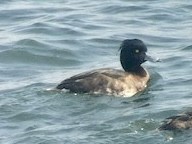 Tufted Duck - ML493477101