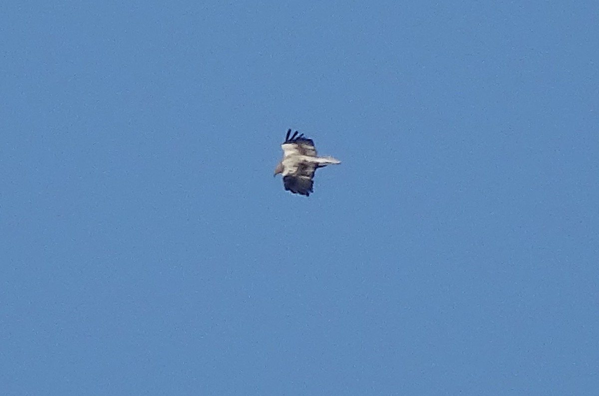 Egyptian Vulture - ML493477351