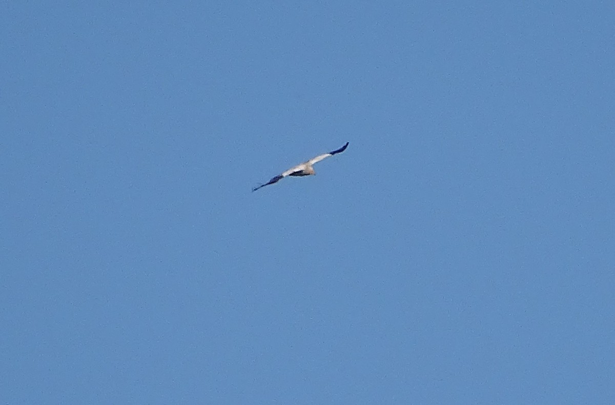 Egyptian Vulture - ML493477361