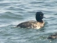 Tufted Duck - ML493477401