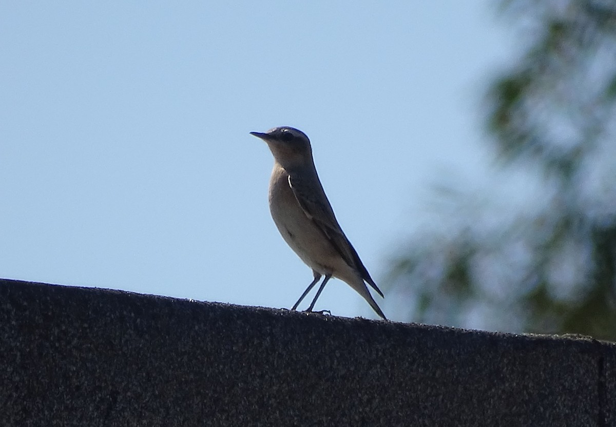 Northern Wheatear - Nuno Martins