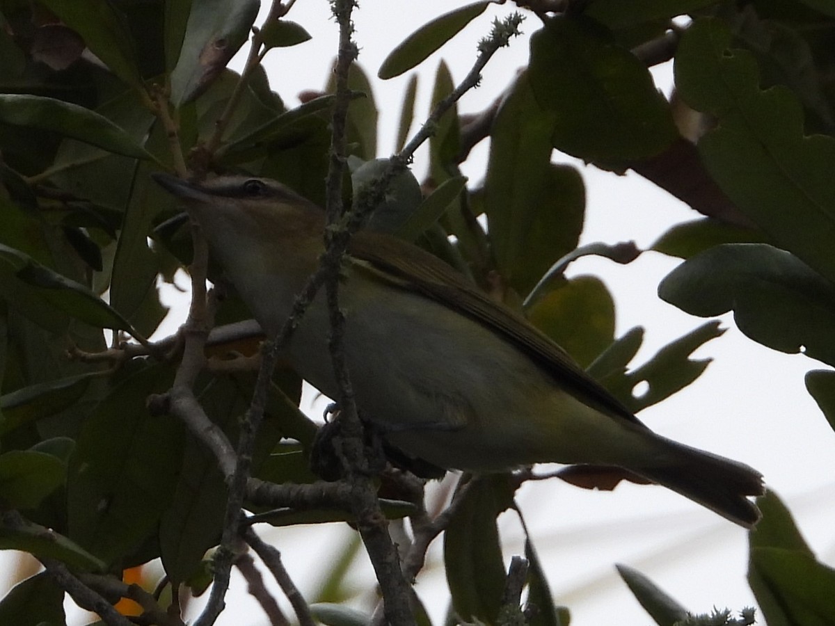 Red-eyed Vireo - Vickie Amburgey