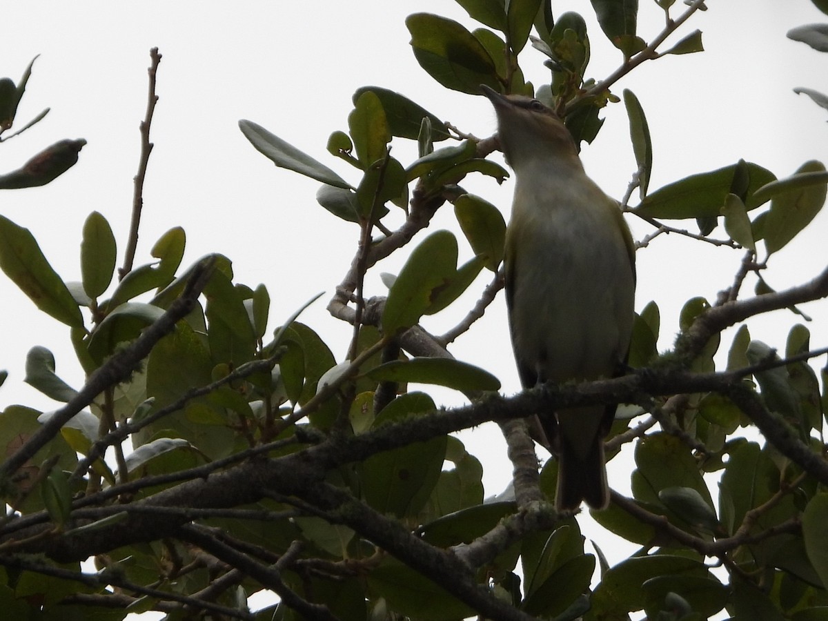 Kızıl Gözlü Vireo - ML493478051