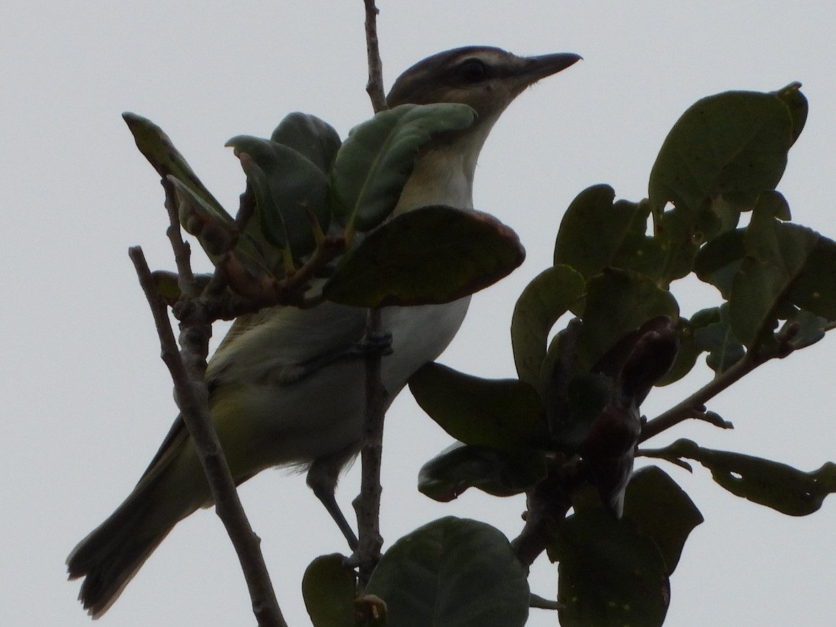 Kızıl Gözlü Vireo - ML493478061