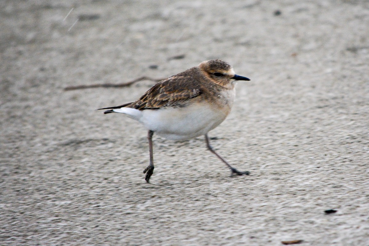 Mountain Plover - ML493478081