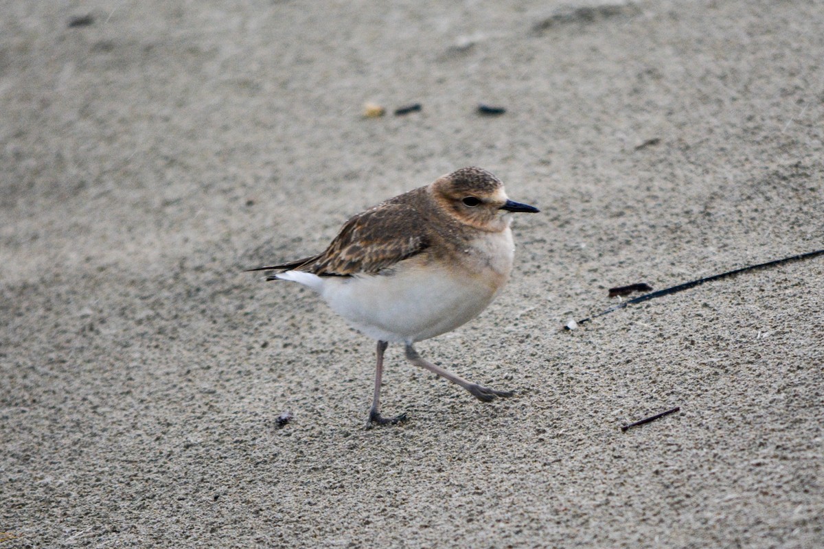 Mountain Plover - ML493478091