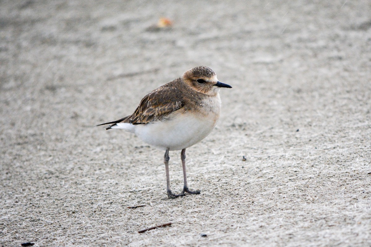 Mountain Plover - ML493478101