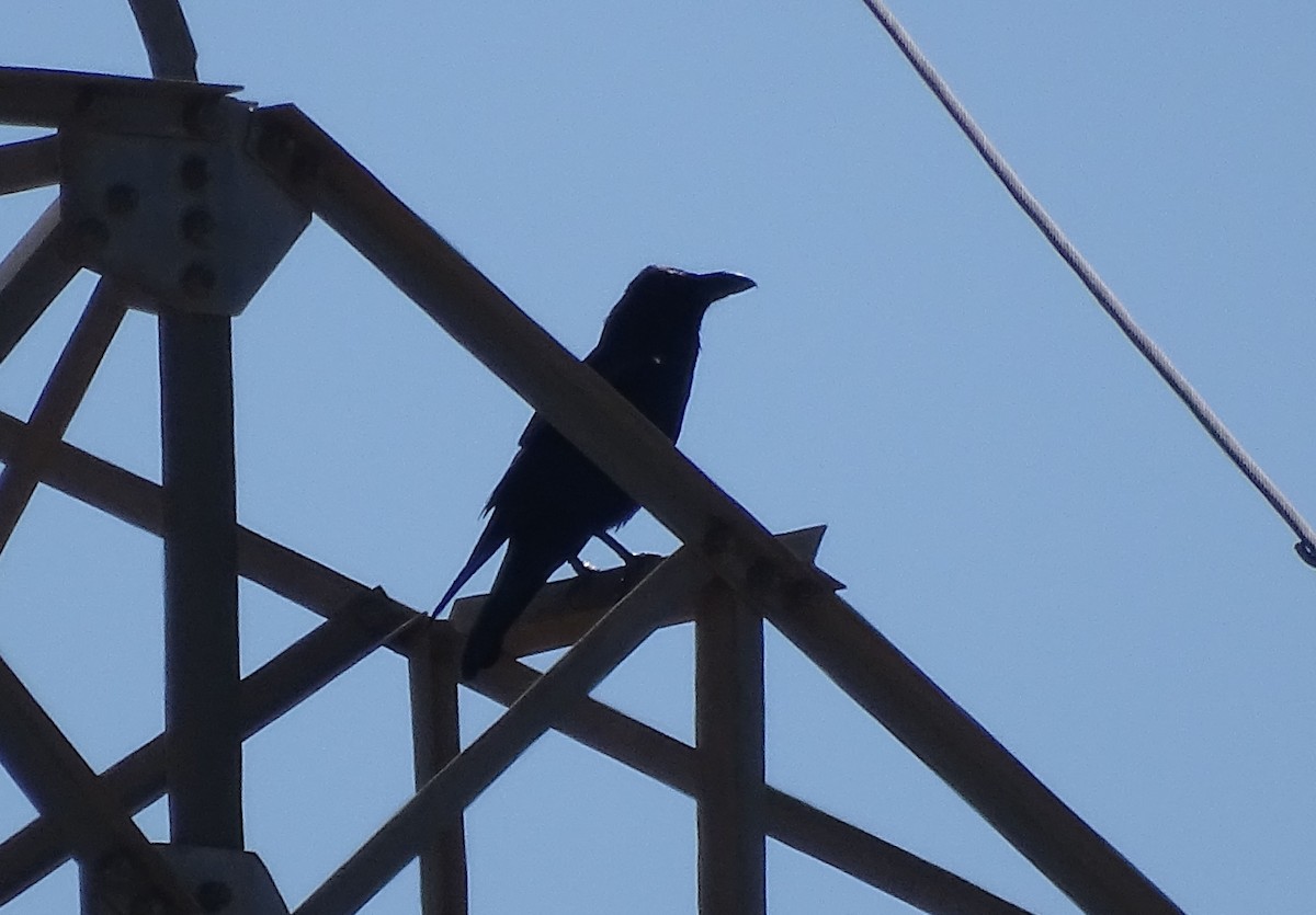 Common Raven - ML493478131