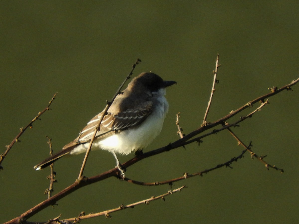 Eastern Kingbird - ML493478571