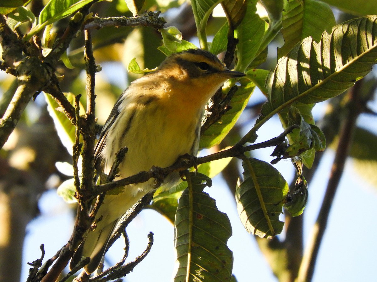 Blackburnian Warbler - ML493478641