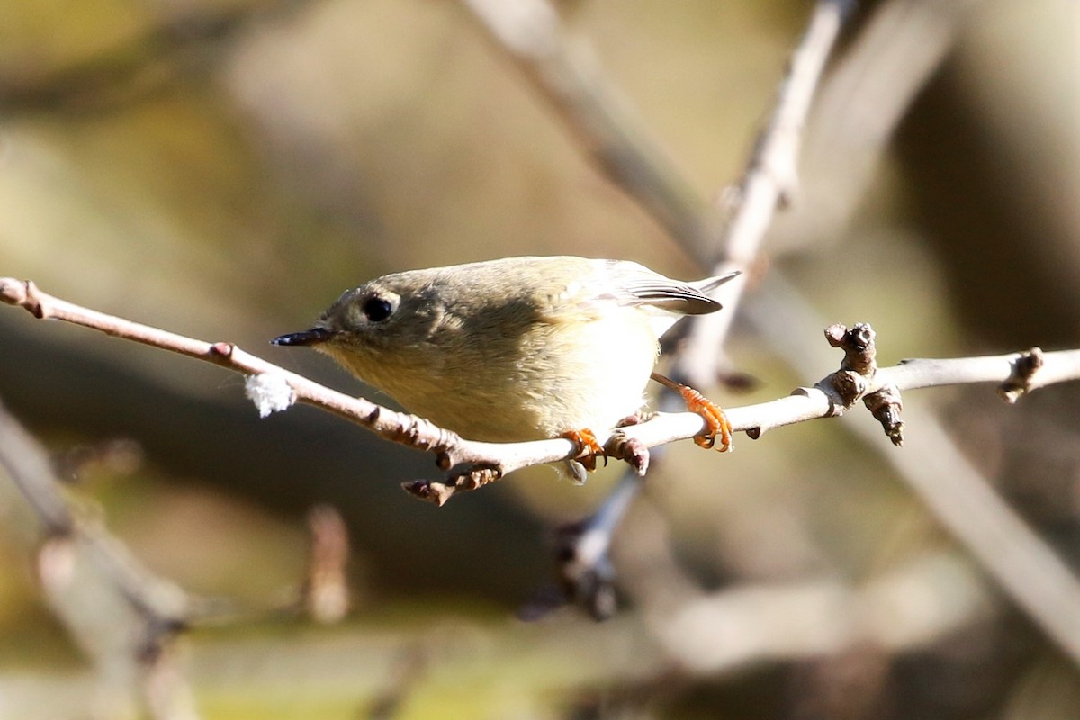 Ruby-crowned Kinglet - ML493479171