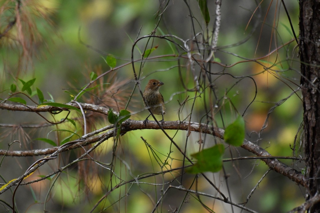 Blue Grosbeak - ML493481001