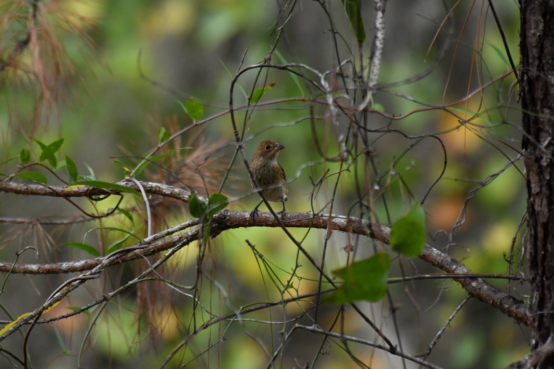 Blue Grosbeak - ML493481051