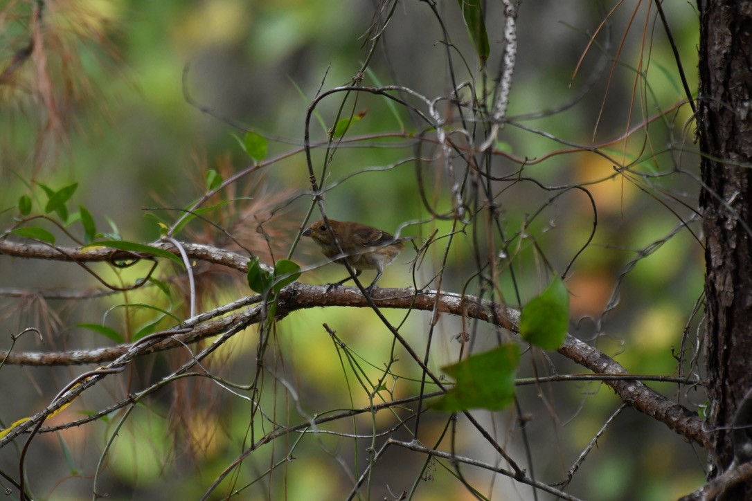 Blue Grosbeak - ML493481071