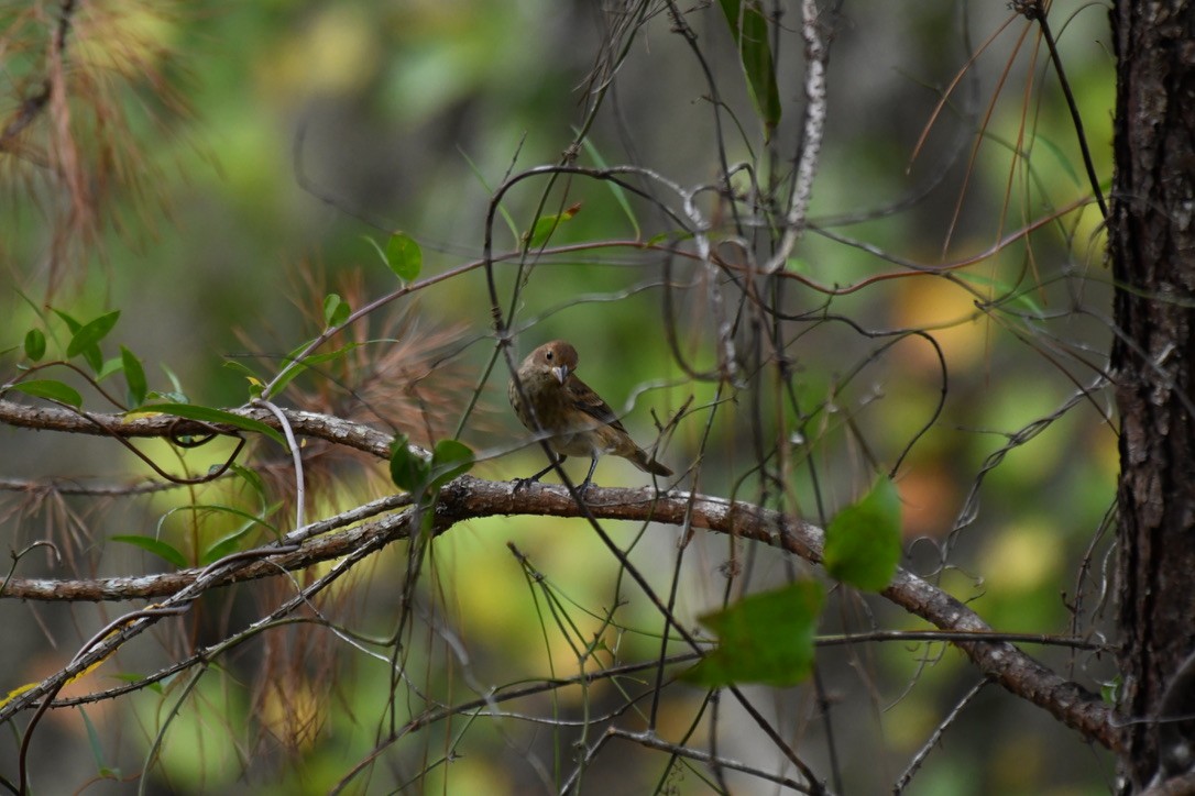 Blue Grosbeak - ML493481121