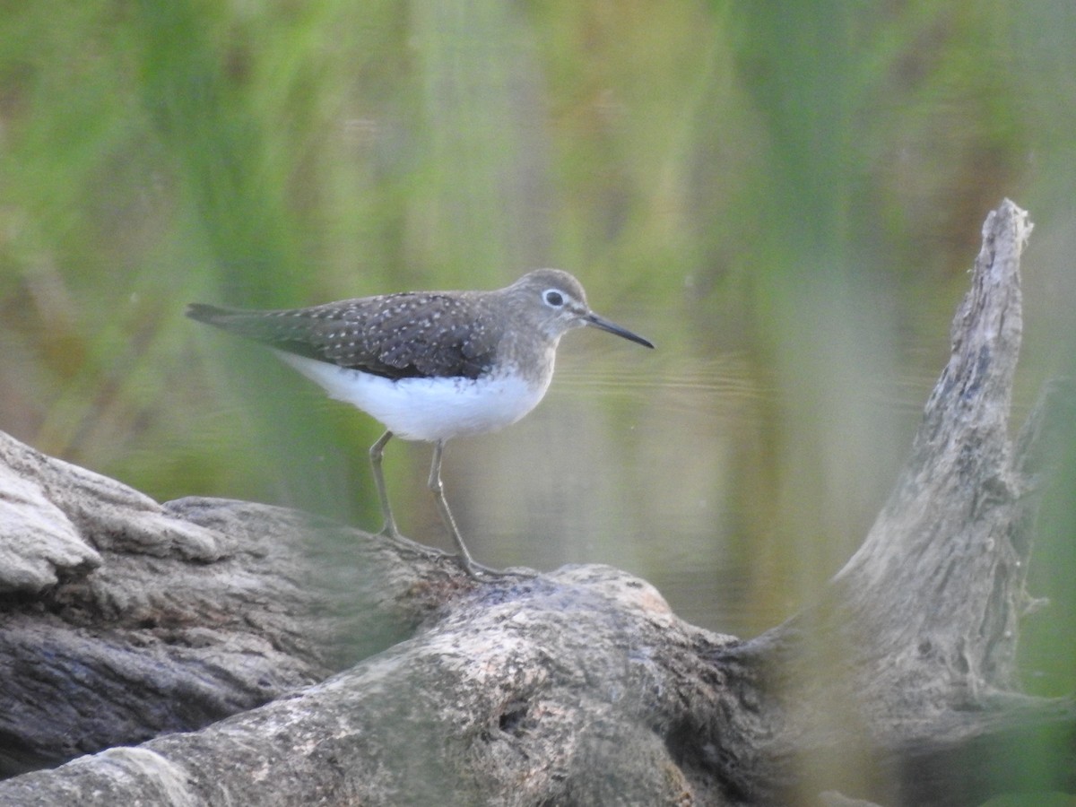 Solitary Sandpiper - ML493482221