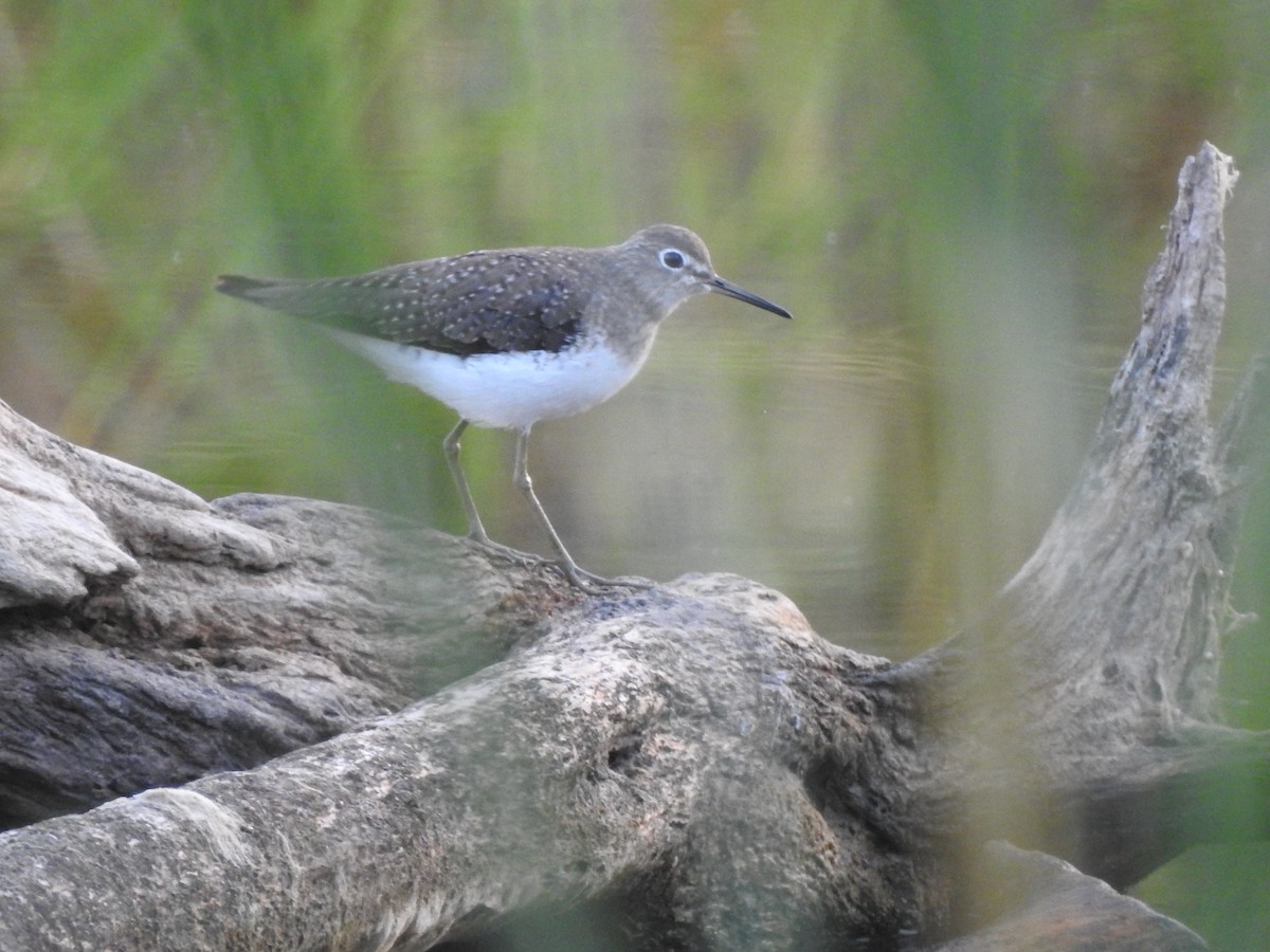 Solitary Sandpiper - ML493482231