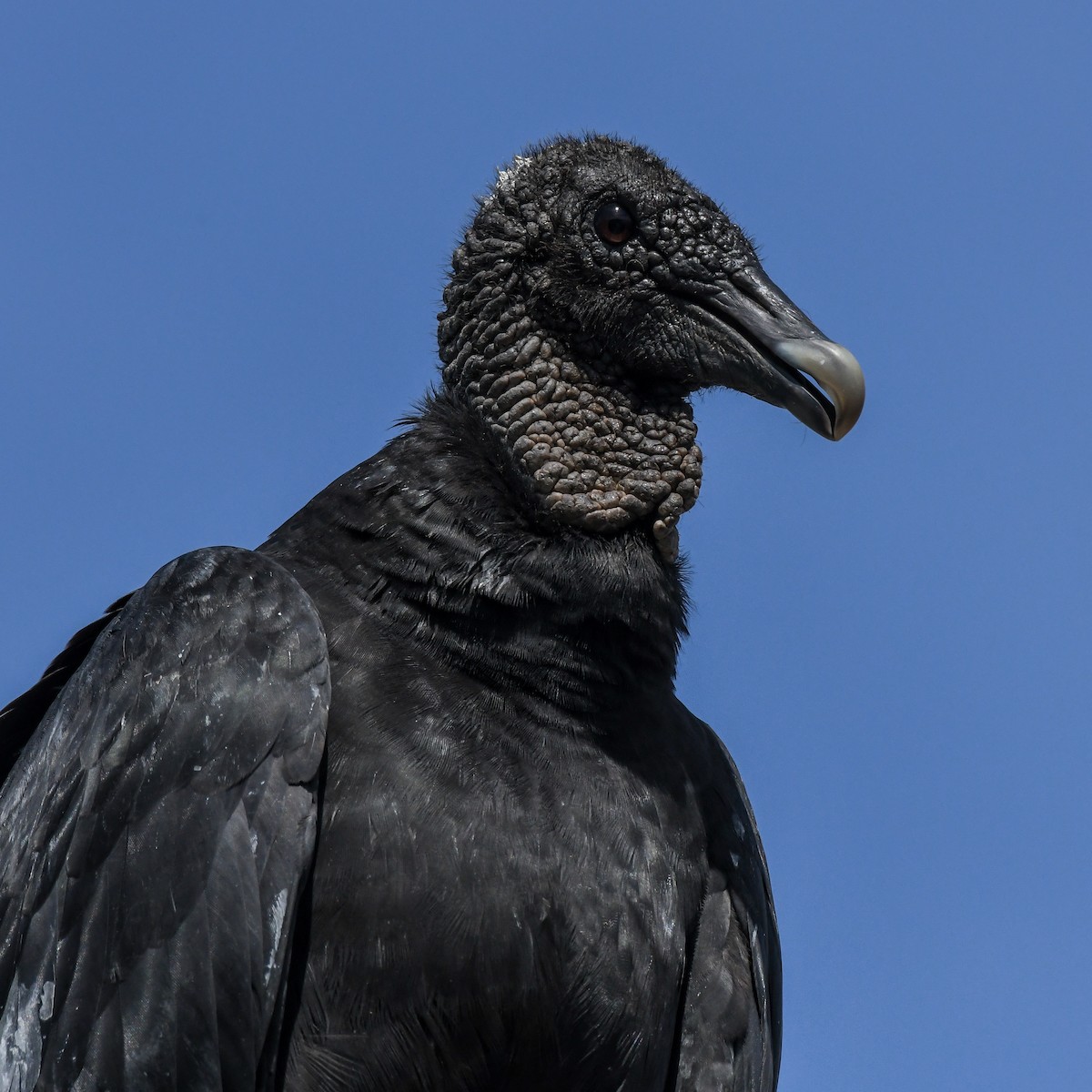 Black Vulture - ML493483091